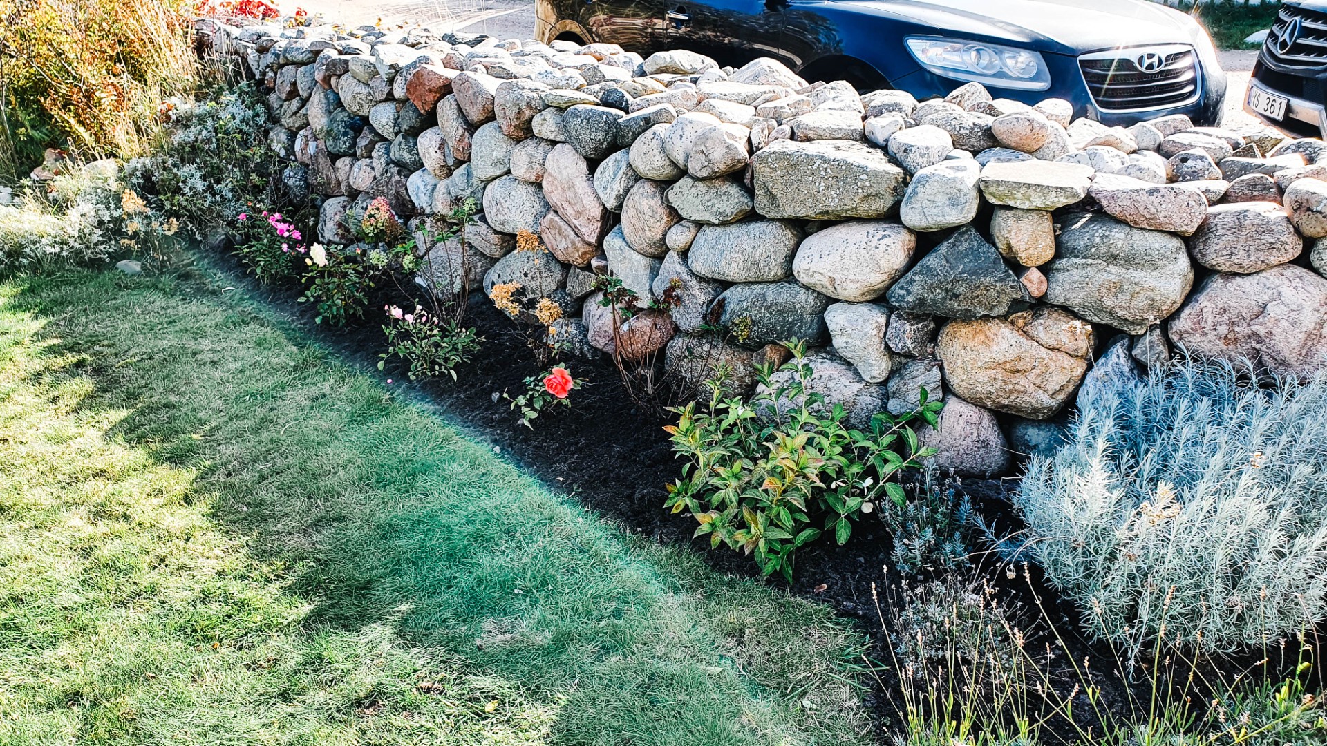 Stenmur med planterade rosor och lavendel